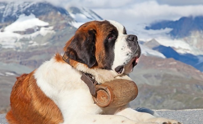 cane pastore soccorso alpino 