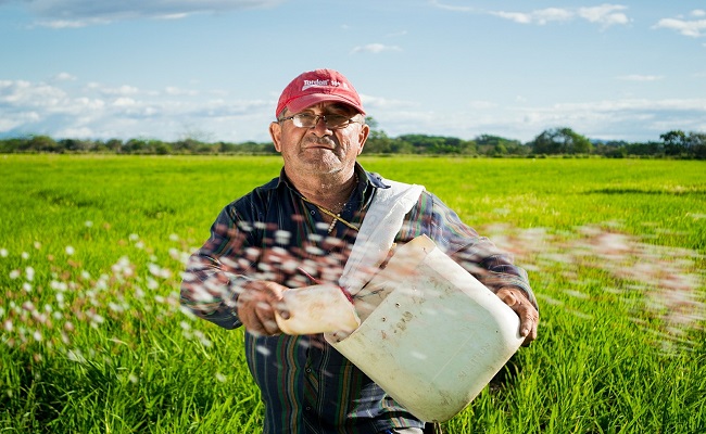 agricoltore semina il campo 