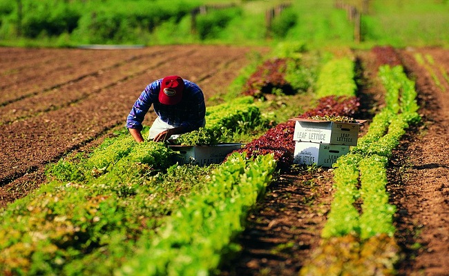 INPS – Circ. n. 84 del 06.06.2019 : Agricoli – Contributi 