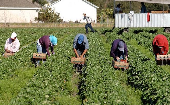 lavoratori agricoli coltivano un campo