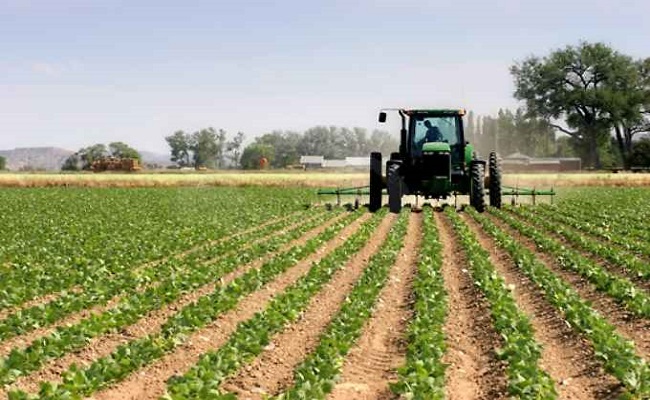 campo agricolo coltivato